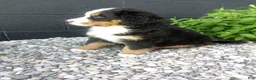 Bernese Mountain Dog dogs for sale: Turbo  - Ad 2