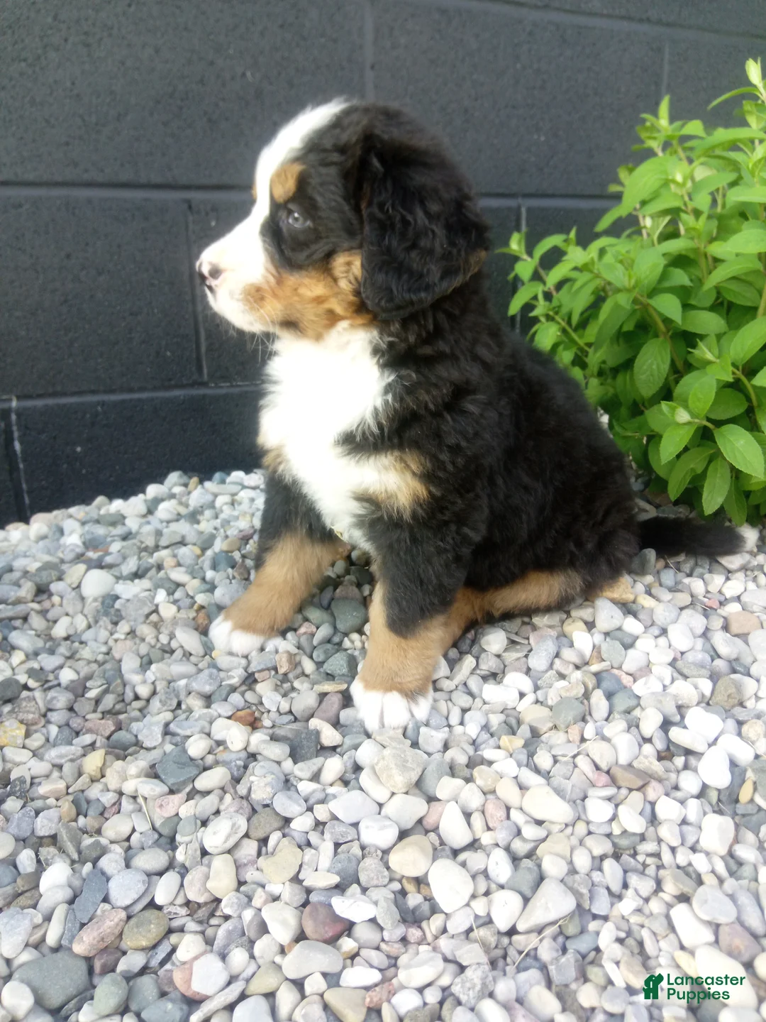 Bernese Mountain Dog dogs for sale: Turbo  - Ad 2