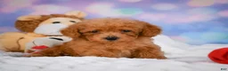 Cavapoo dogs for sale: Dash - Ad 3
