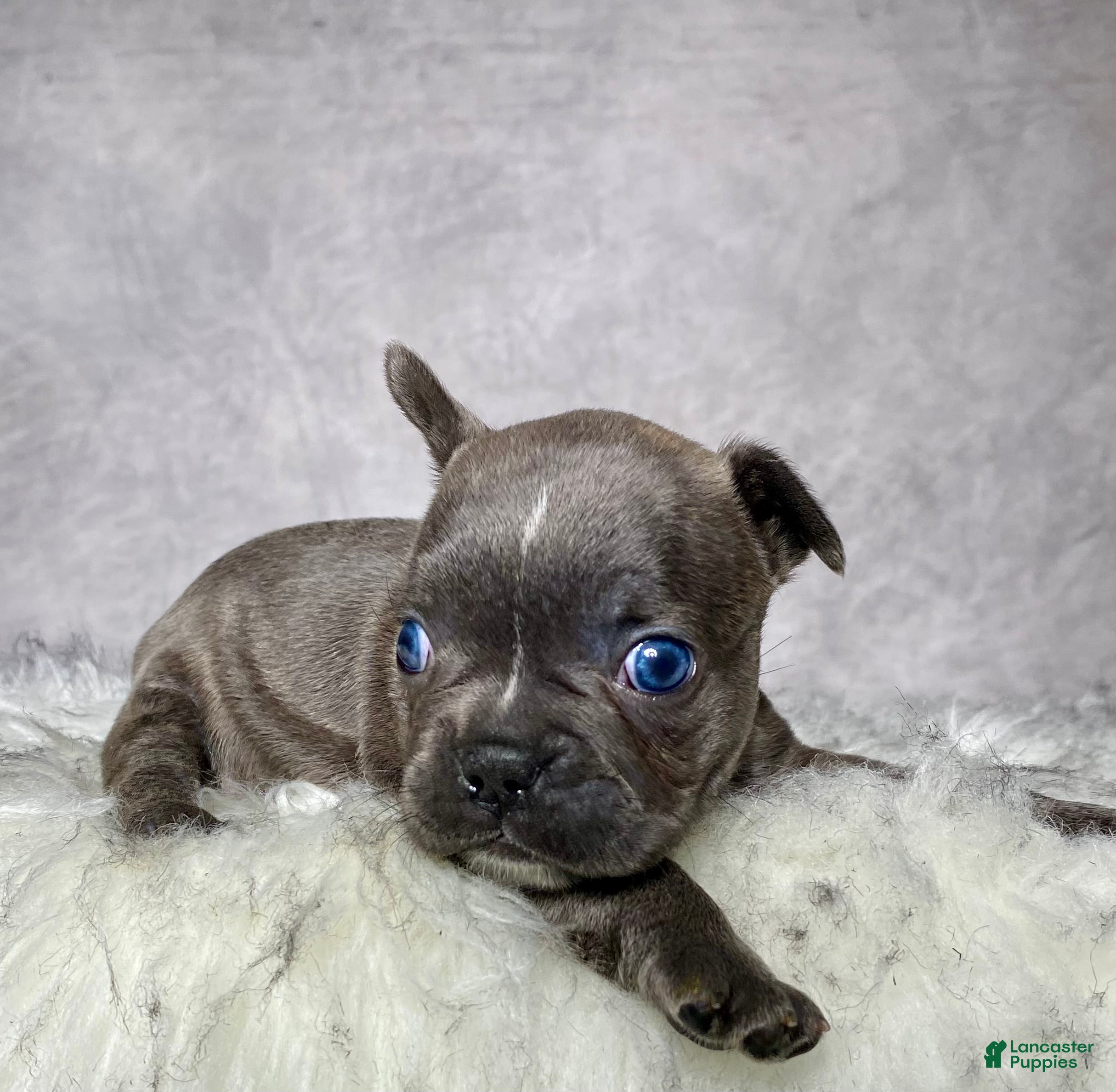 Frenchton dogs Miss Ellie  - Ad 2