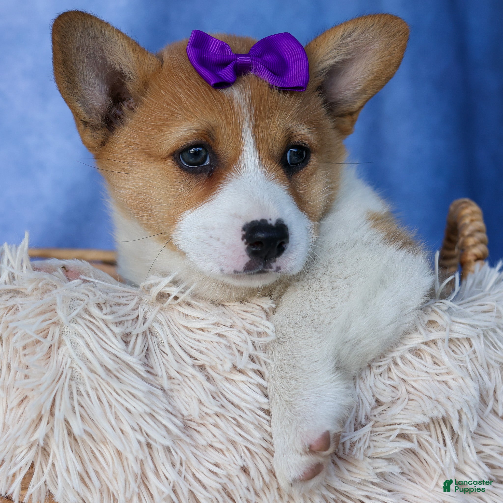 With long legs Welsh Corgi Pembroke Puppies for sale Lancaster
