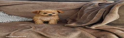 Toy Poodle dogs for sale: Copper - Ad 4