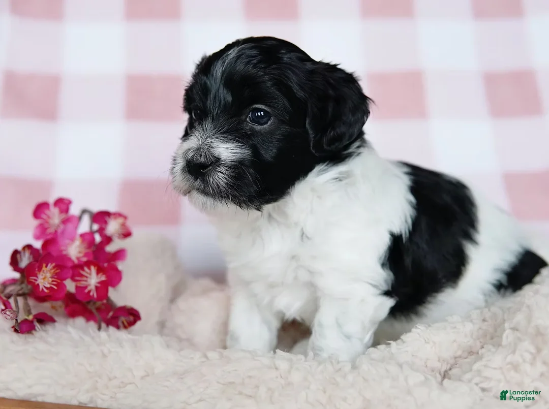 Coton De Tulear dogs for sale: Besty - Ad 2
