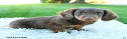 Miniature Dachshund dogs for sale: Brody - Ad 4