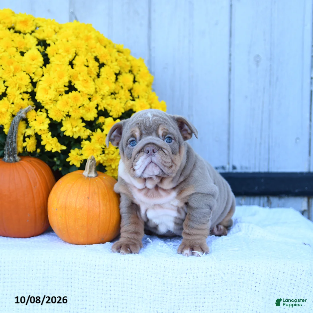 English Bulldog dogs for sale: Cherry - Ad 2