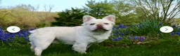 French Bulldog dogs for sale: MISO - Ad 8