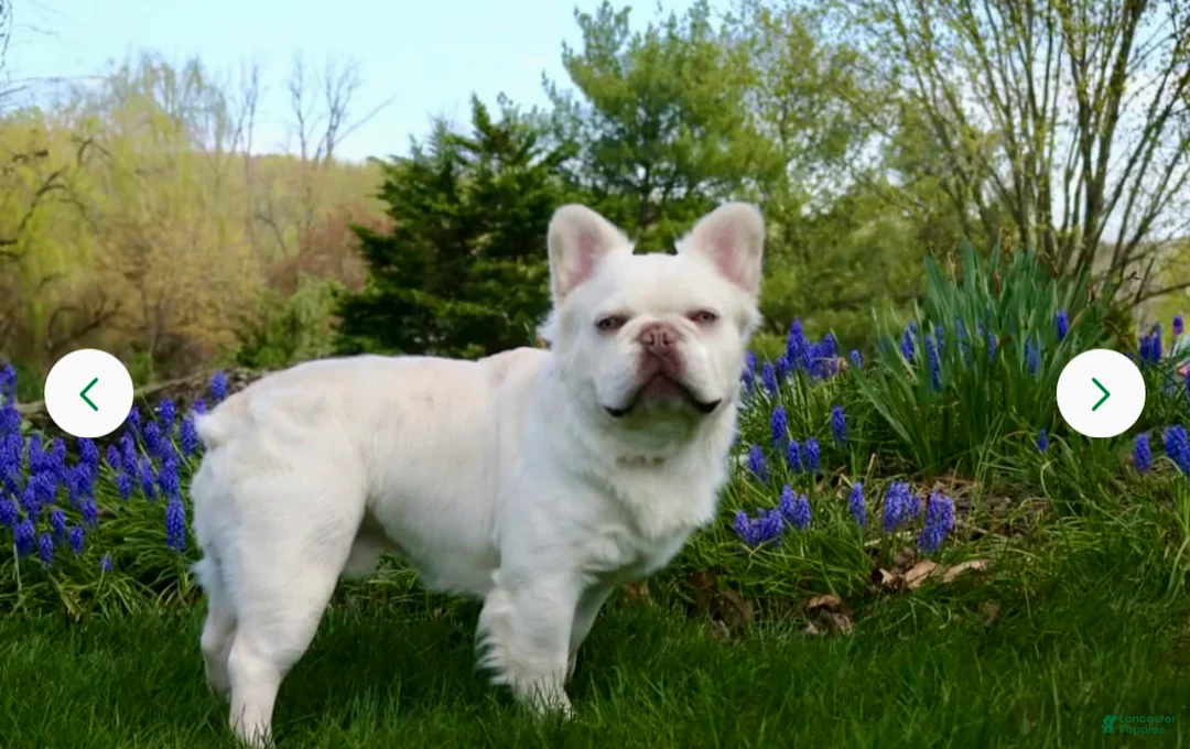 French Bulldog dogs for sale: MISO - Ad 8