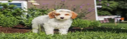 Miniature Poodle dogs for sale: Betty - Ad 3