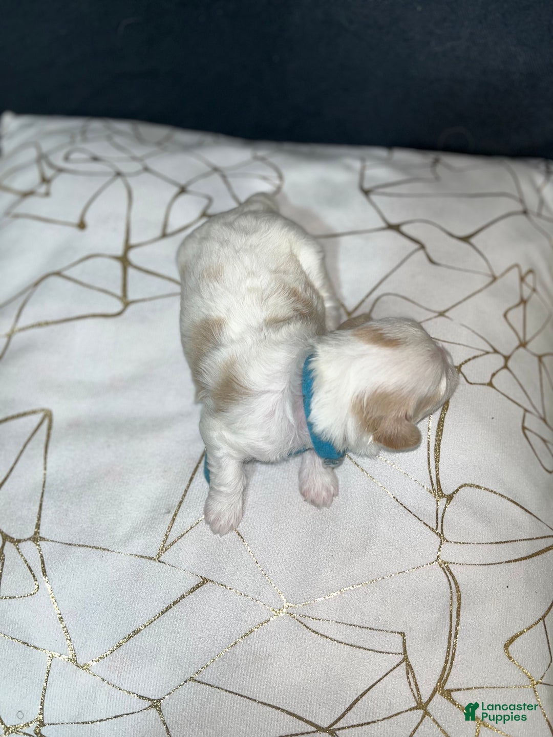 Shih Tzu dogs for sale: Atum - Ad 2