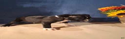Boston Terrier dogs for sale: Elliott - Ad 4