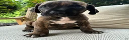 Cane Corso dogs for sale: Cane Corso Brindle  - Ad 4