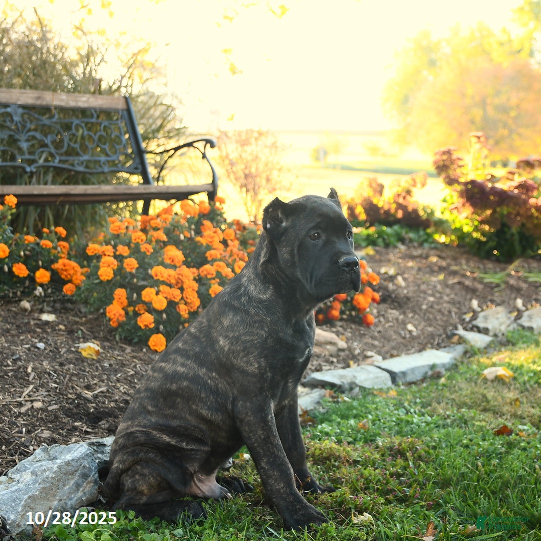 Cane Corso dogs for sale: Lance  - Ad 4