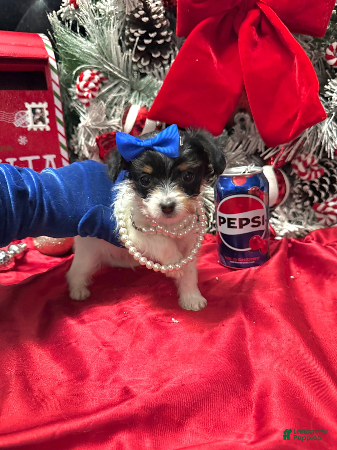 Yorkshire Terrier dogs for sale: Alfredo - Ad 14