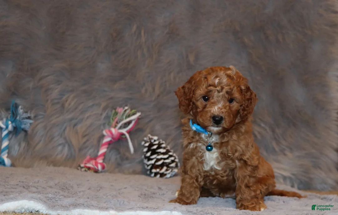 Mini Goldendoodle dogs for sale: Thomas 💙 Micro Miniature - Ad 4