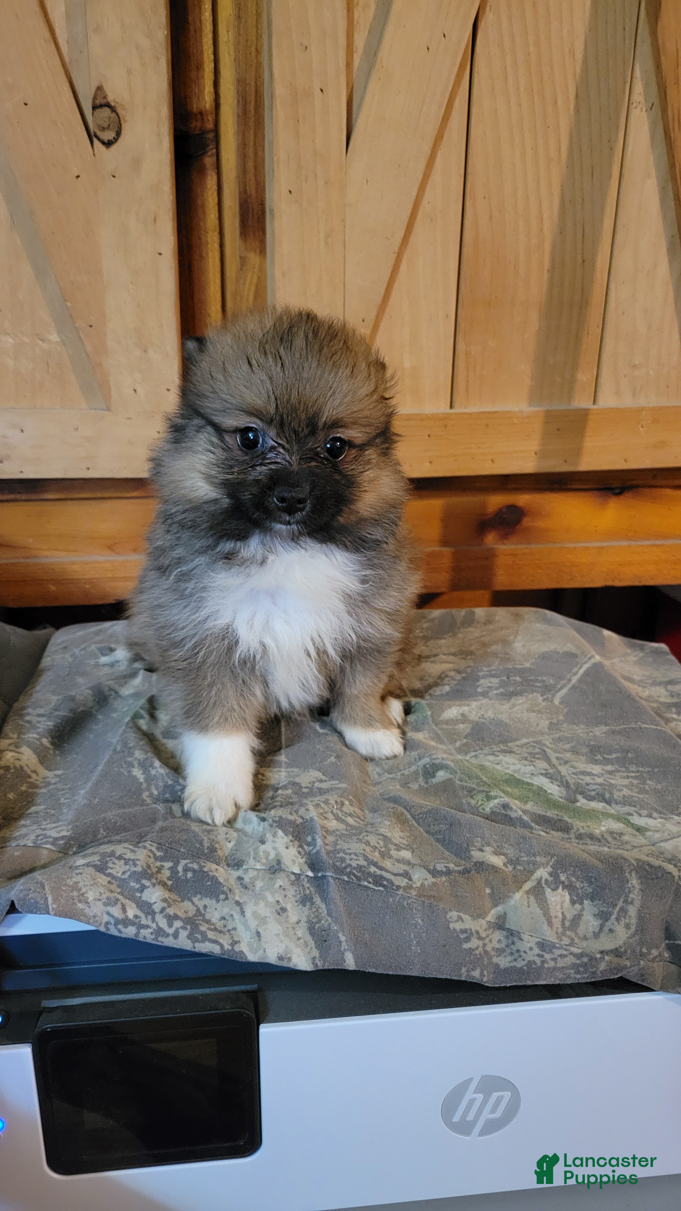 Pomeranian dogs Precious  - Ad 1