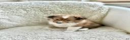 Shetland Sheepdog dogs for sale: Shetland Sheepdog  - Ad 3