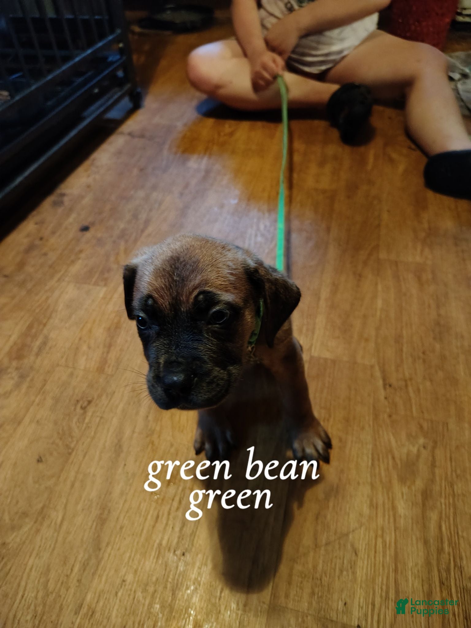 Cane Corso dogs for sale: Cane Corso 3 - Ad 3