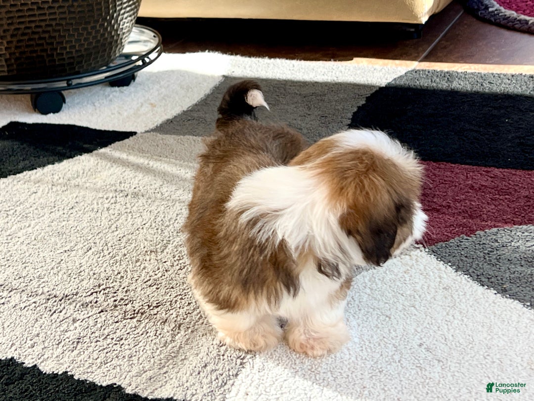 Lhasa Apso dogs for sale: Milo - Ad 4