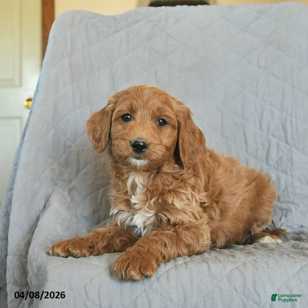 Mini Goldendoodle dogs for sale: Kisses  - Ad 3