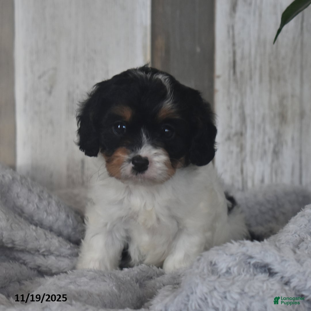 Cavapoo dogs for sale: Jolly - Ad 5
