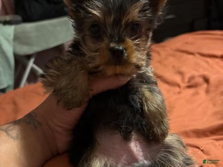 Yorkshire Terrier dogs Yorkshire Terrier Puppy 2 - Ad 8