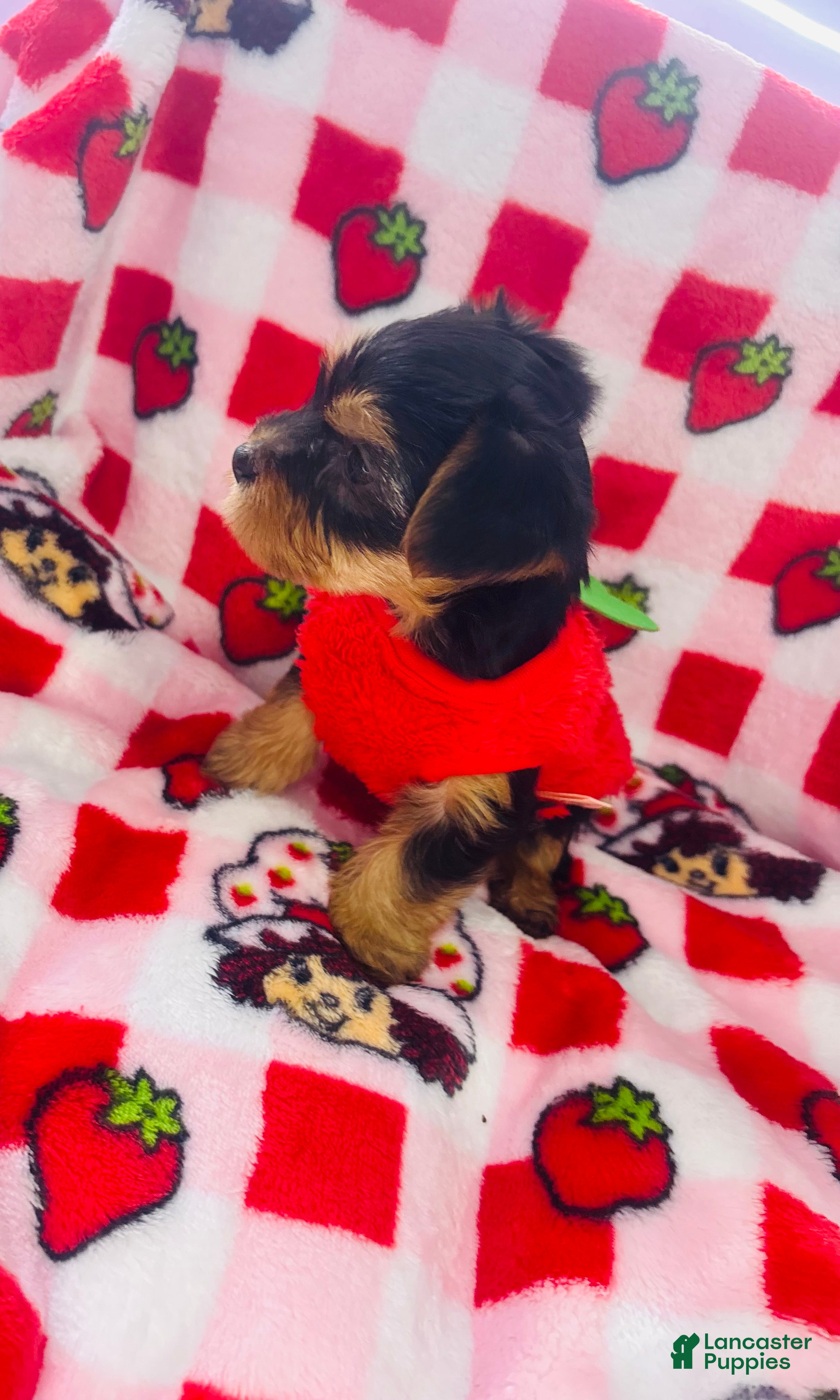 Yorkshire Terrier dogs Minka - Ad 1