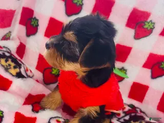 Yorkshire Terrier dogs Minka - Ad 1