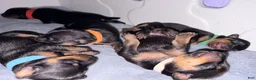 Miniature Pinscher dogs for sale: Luke - Ad 37