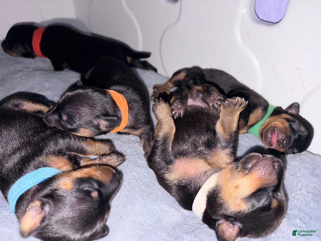 Miniature Pinscher dogs for sale: Luke - Ad 37