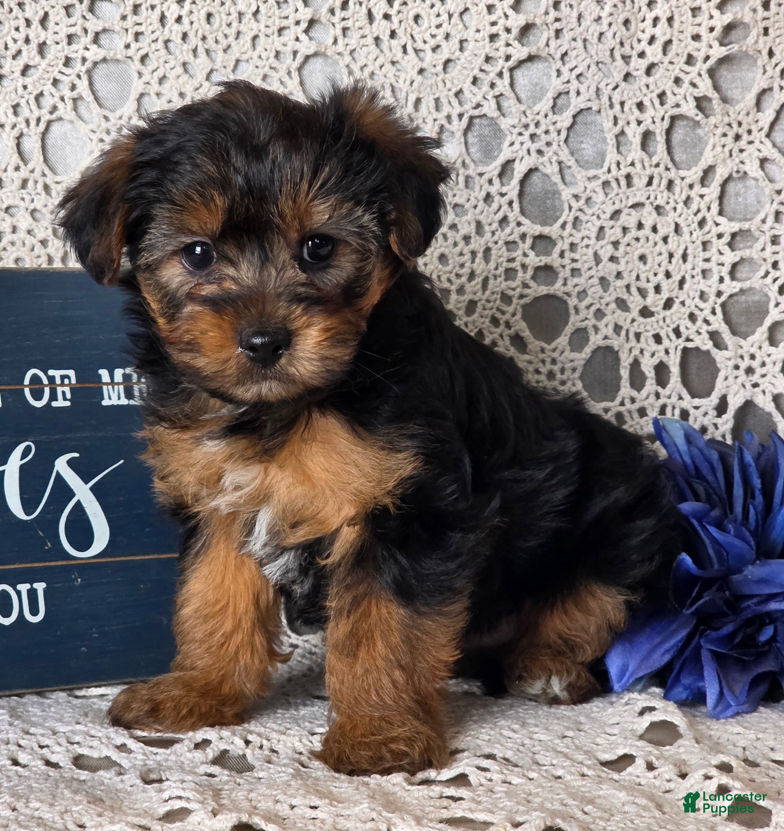 Yorkiepoo dogs Elvis - Ad 41