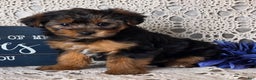 Yorkiepoo dogs for sale: Elvis - Ad 1