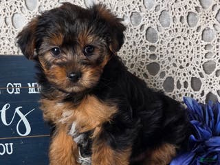 Yorkiepoo dogs Elvis - Ad 27