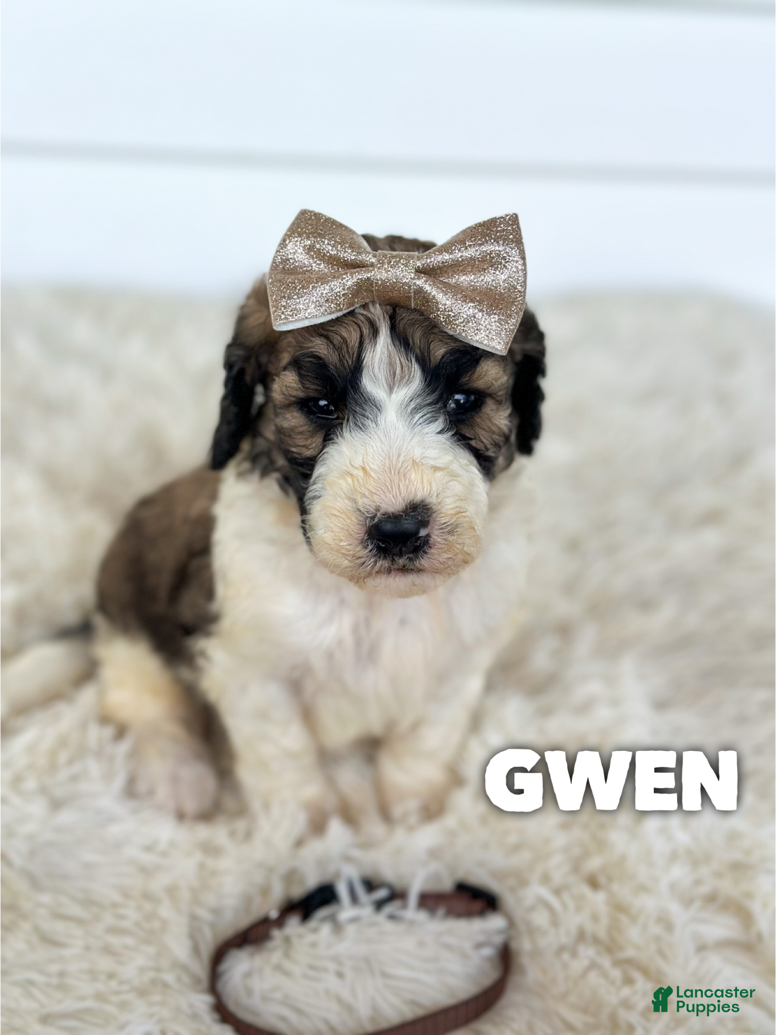 Gwen (Saint Berdoodles, Female) in Columbia City, IN