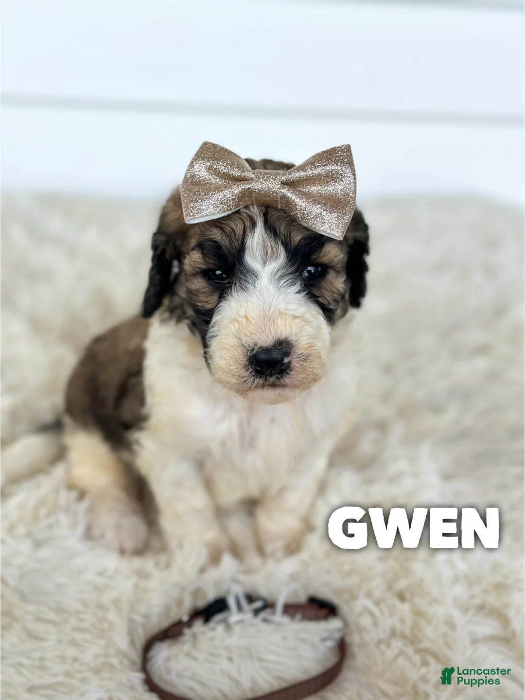 Saint Berdoodles dogs for sale: Gwen - standard f1b - Ad 1