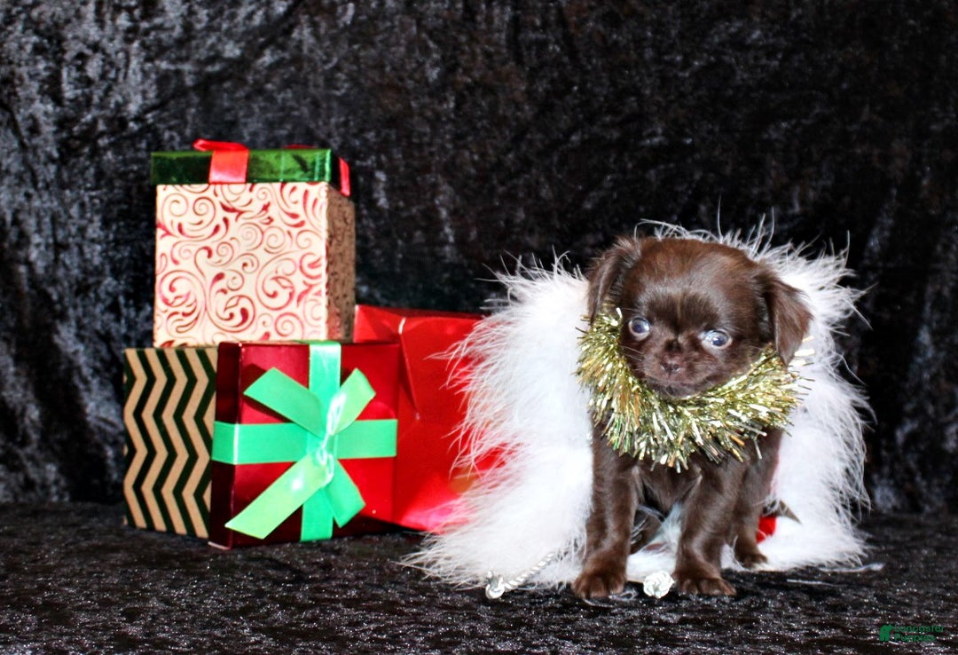 Chihuahua dogs for sale: Wilford - Ad 5