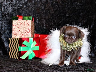 Chihuahua dogs Wilford - Ad 13