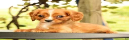 Cavalier King Charles Spaniel dogs for sale: Vicky - Ad 6