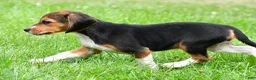Beagle dogs for sale: Vicki - Ad 5