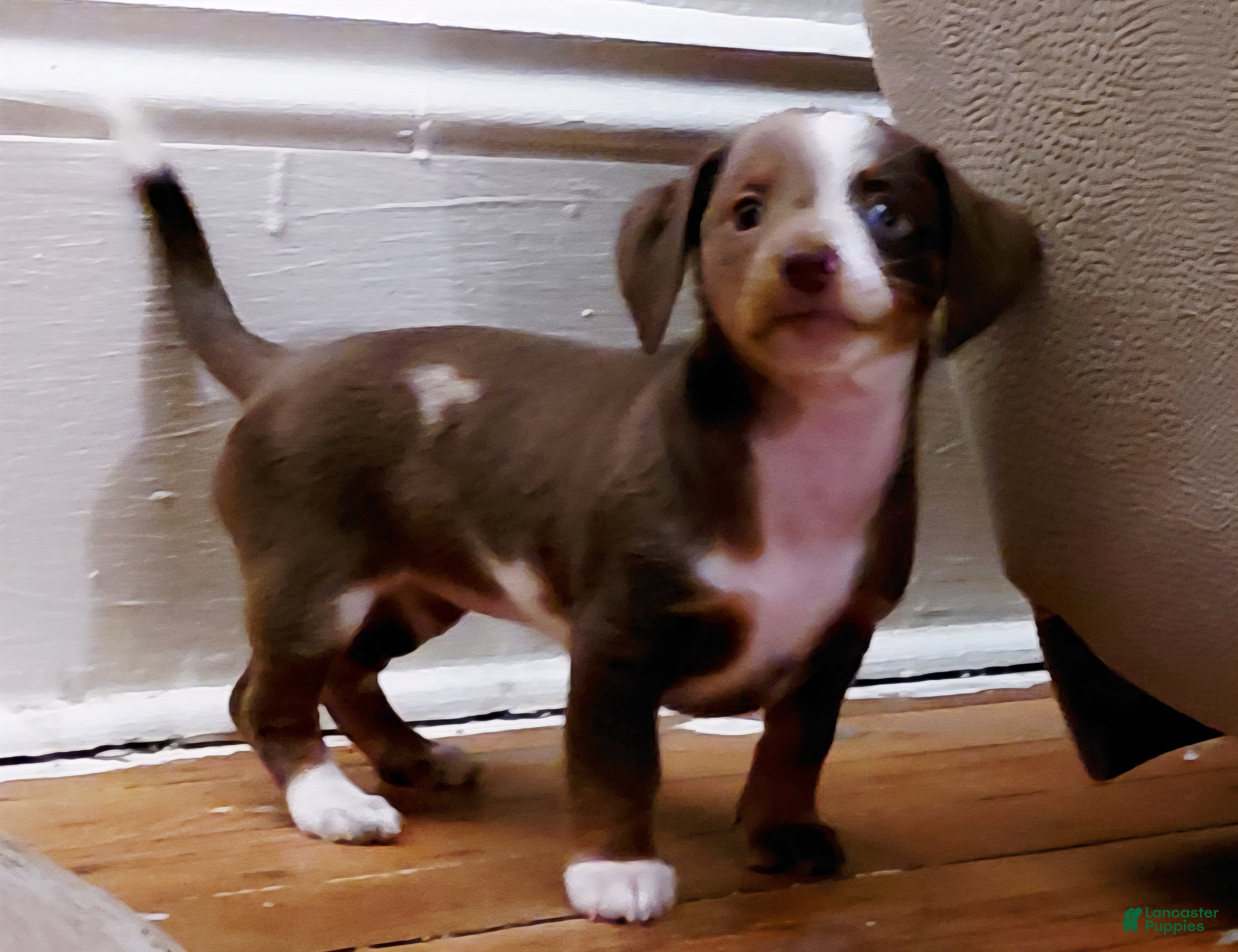 Miniature Dachshund dogs Louise - Ad 27