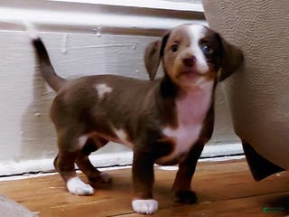 Miniature Dachshund dogs Louise - Ad 27