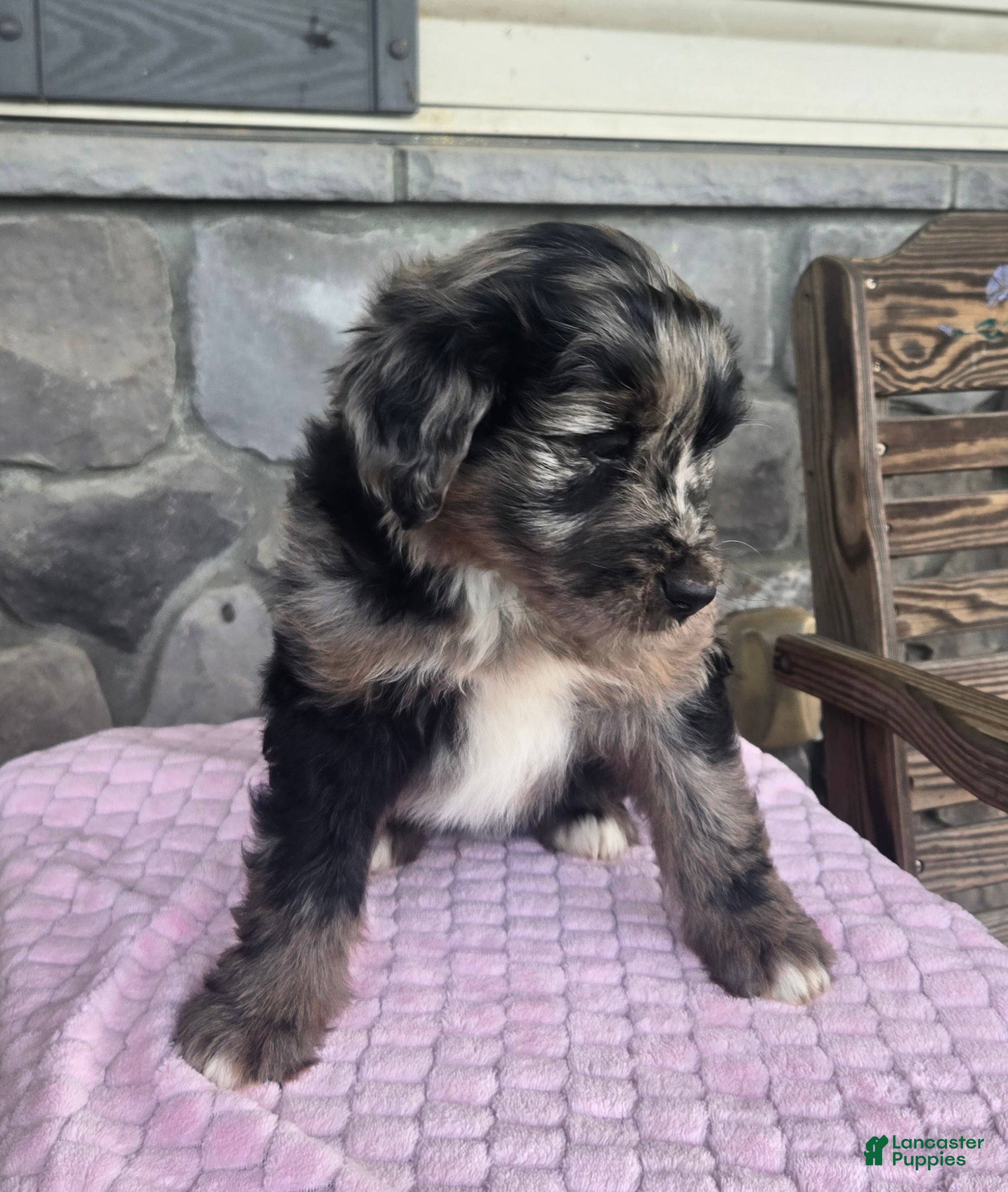 Mini Aussiedoodle dogs Alisha - Ad 2
