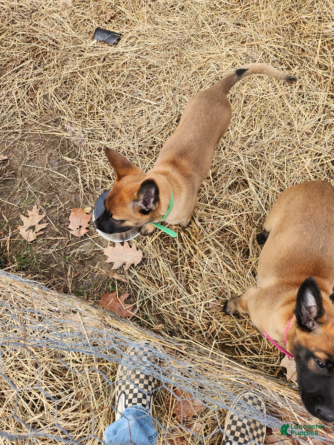 Belgian Malinois dogs for sale: Dark Green  - Ad 5