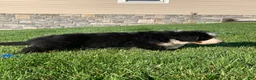 Bernese Mountain Dog dogs for sale: Alaska  - Ad 13