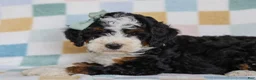 Mini Bernedoodle dogs for sale: Mell - Ad 4