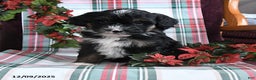 Bernedoodle dogs for sale: Charlotte - Ad 4