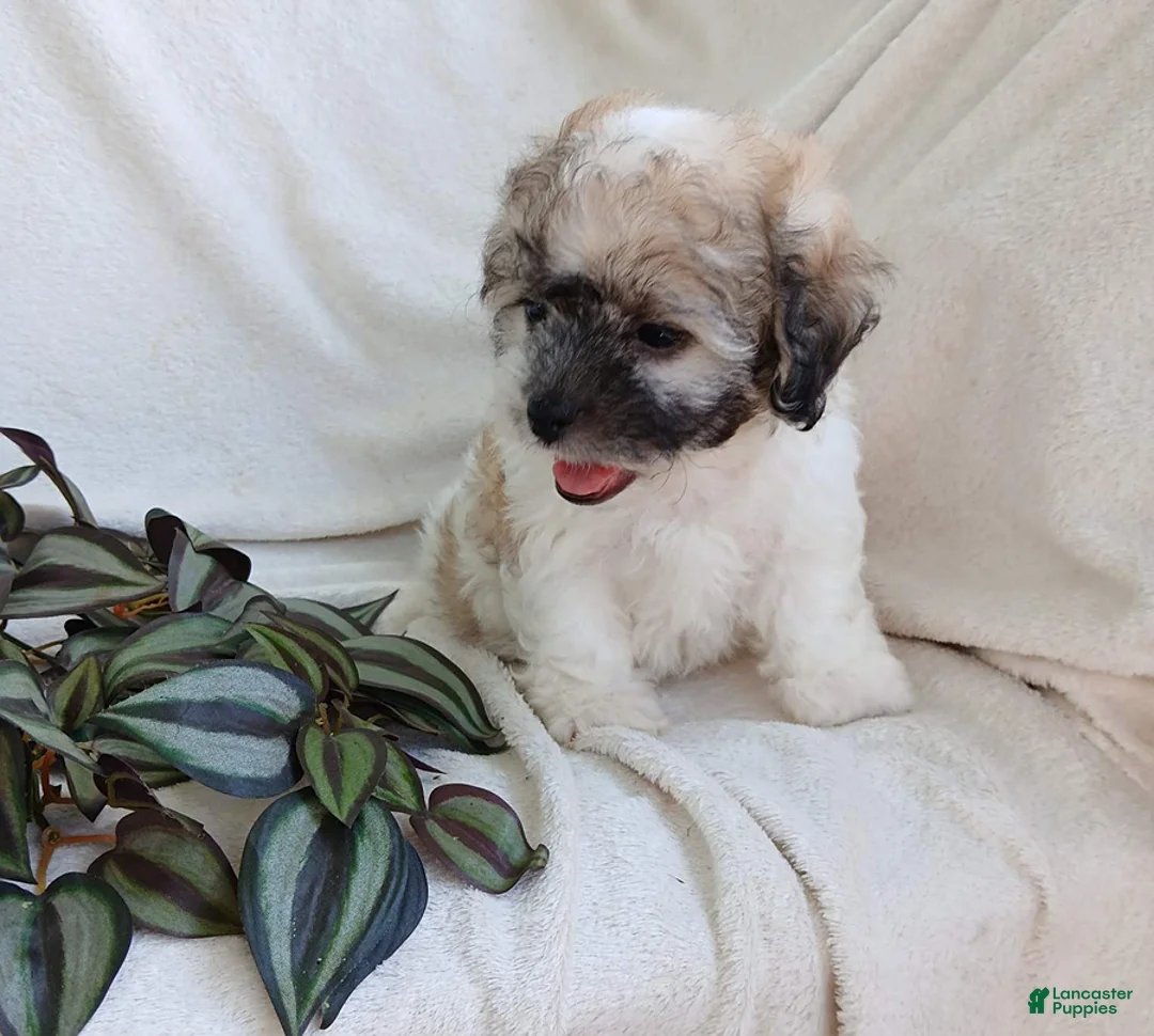 Teddy Bear dogs for sale: Cutie - Ad 11