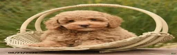Toy Poodle dogs for sale: Nala - Ad 3