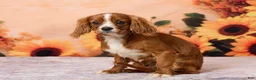 Cavalier King Charles Spaniel dogs for sale: Clyde - Ad 2