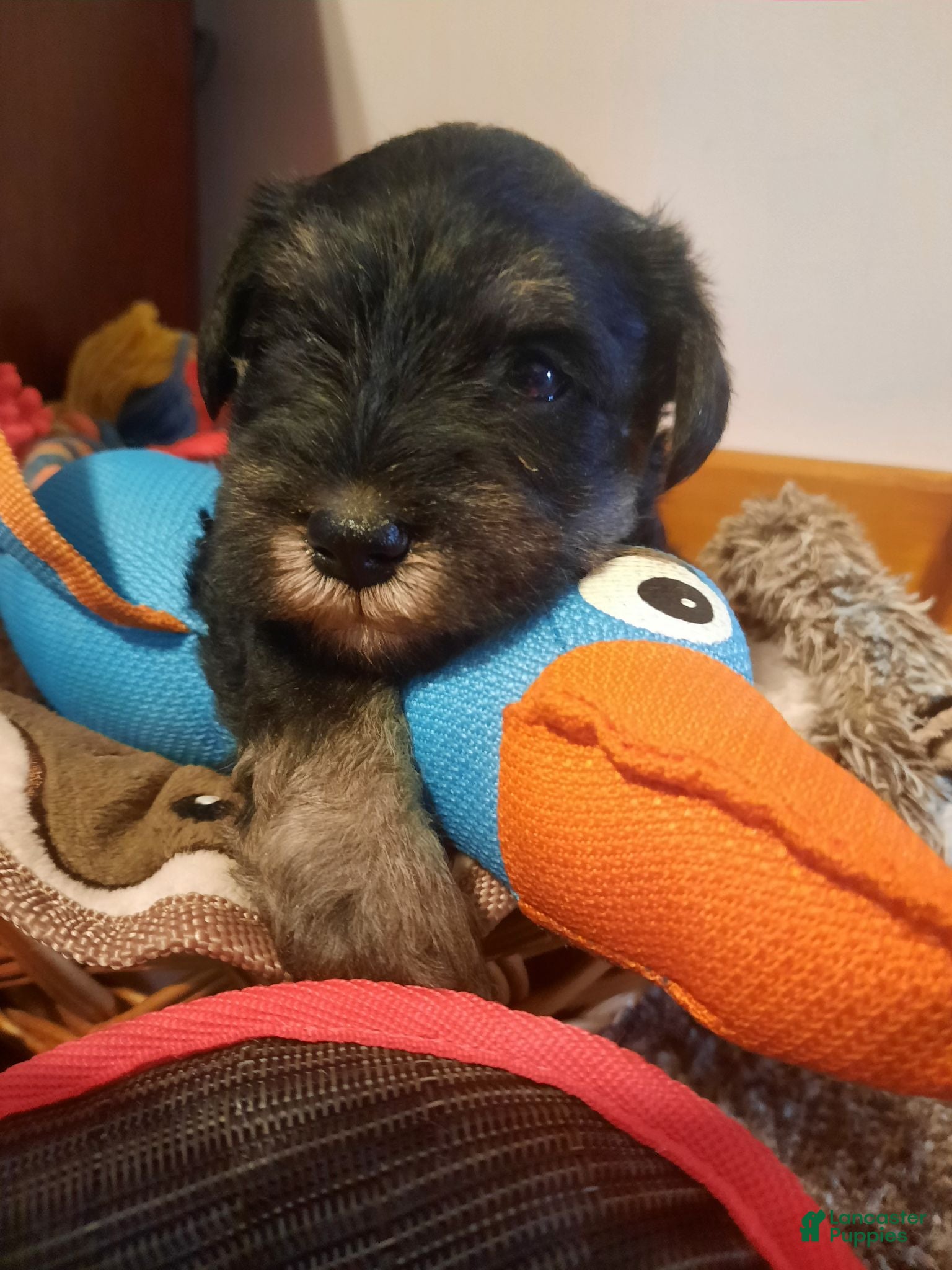 Miniature Schnauzer dogs AKC Bailey - Ad 1