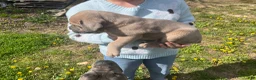 Cane Corso dogs for sale: Cane Corso Puppy 5 - Ad 16